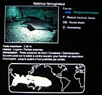 Requin nourrice fauve, Nebrius ferrugineus (fam. Ginglymostomatides) (txt).jpg
